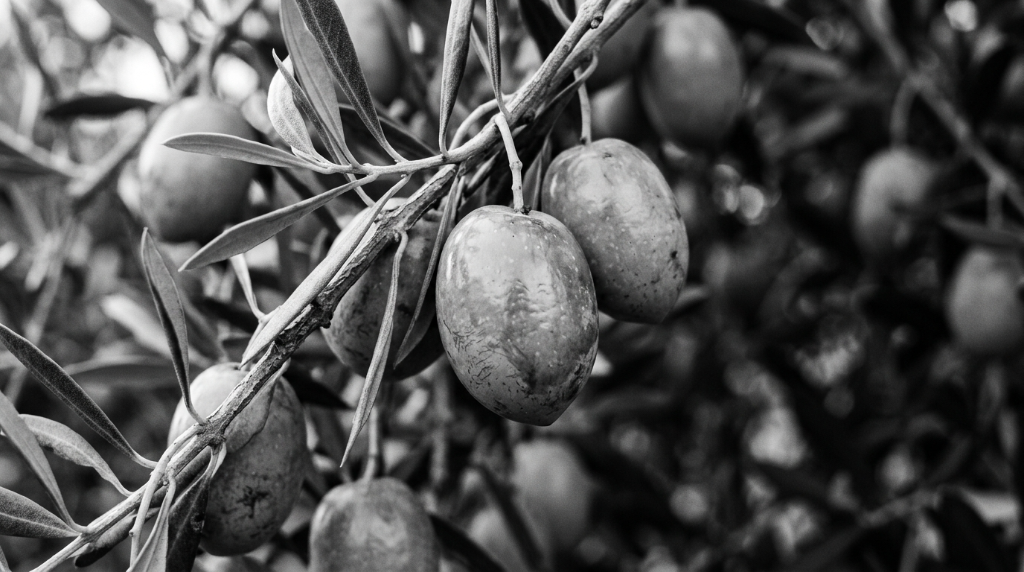 Olive Bella di Cerignola sul ramo — cultivar tipica di Cerignola Foggia Puglia
