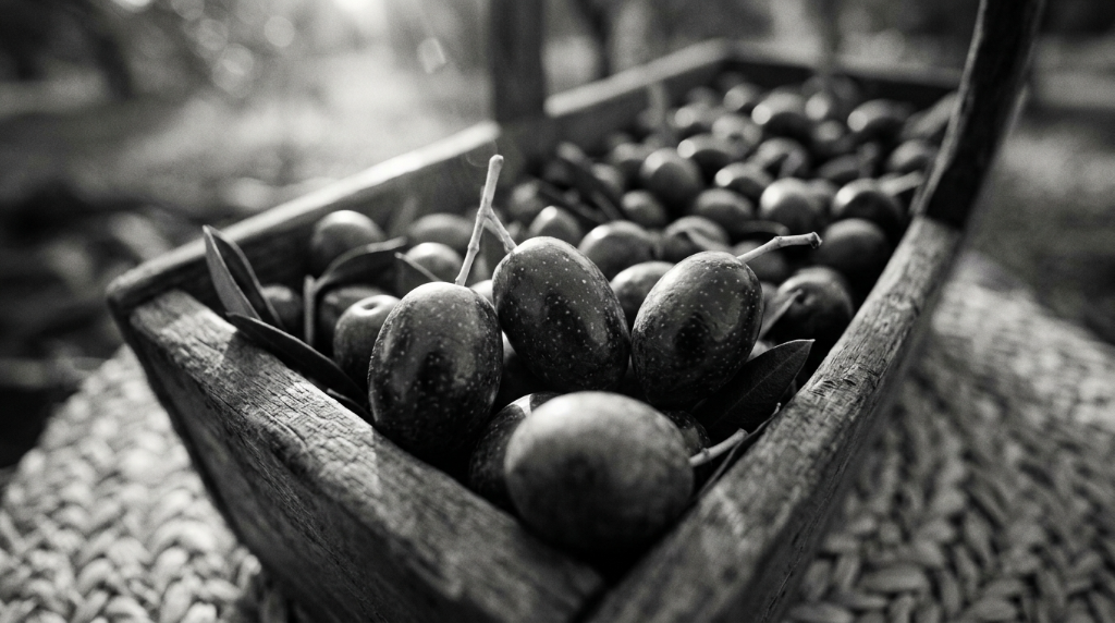 Olive Coratina raccolte in cassetta di legno — cultivar pregiata per olio EVO Puglia