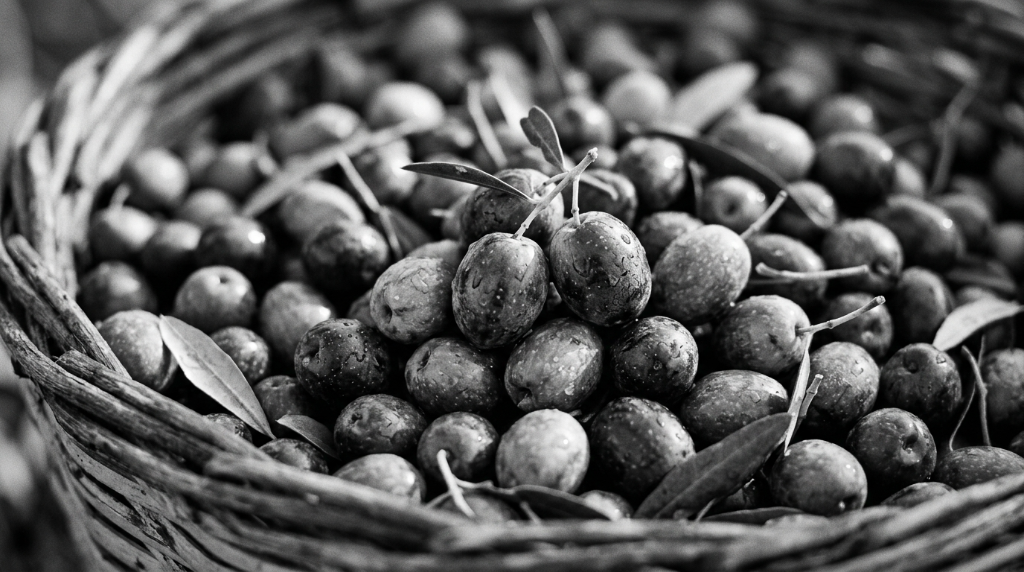 Raccolta delle olive Coratina e Bella di Cerignola in Puglia — Azienda Agricola Mottola