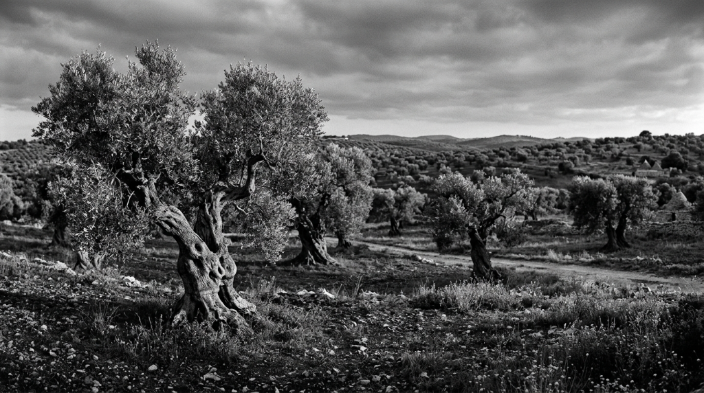 Panorama degli uliveti dell'Azienda Agricola Mottola a Orta Nova Foggia Puglia